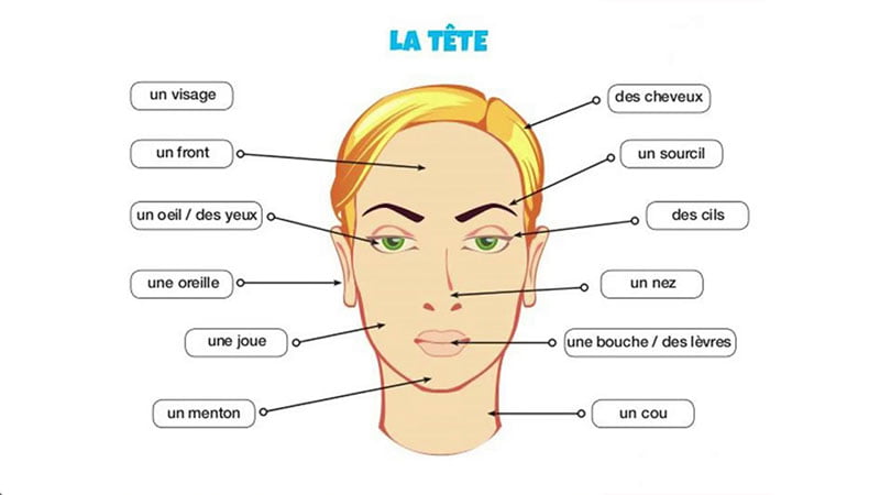 اعضای-صورت-به-زبان-فرانسوی